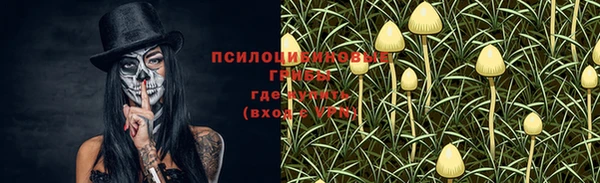 прущие грибы Гусиноозёрск